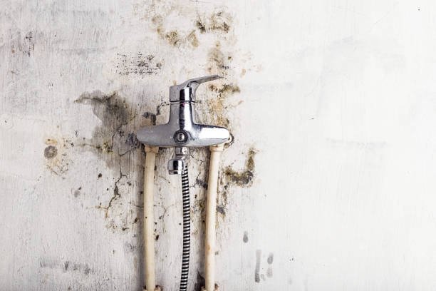 Best Fast Mold Removal  in Hartsville, TN