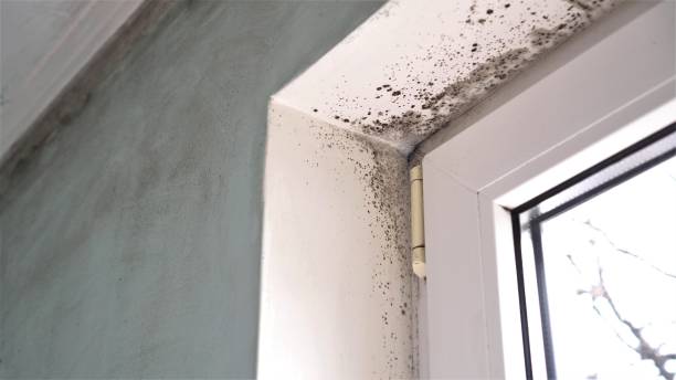 Best Residential Mold Removal  in Hartsville, TN