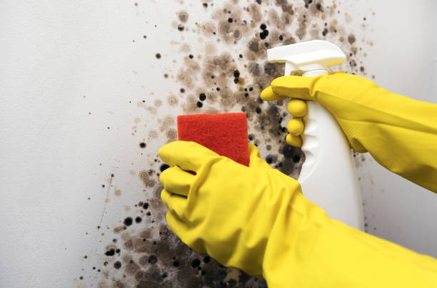 Best Commercial Mold Removal  in Hartsville, TN