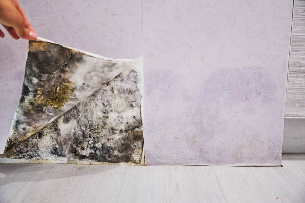 Attic Mold Removal in Hartsville, TN